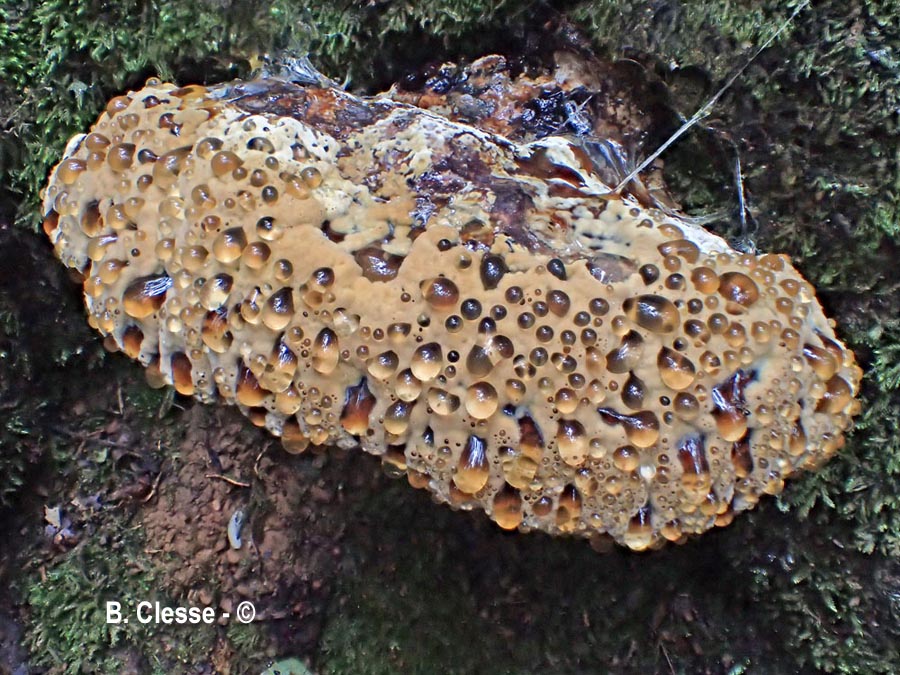 Pseudoinonotus dryadeus (Inonotus dryadeus)
